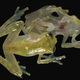 Image for article titled This otherworldly amphibian has a completely transparent underbelly